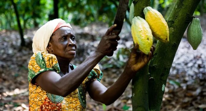 Cocco Production in Ghana at a Crossroads