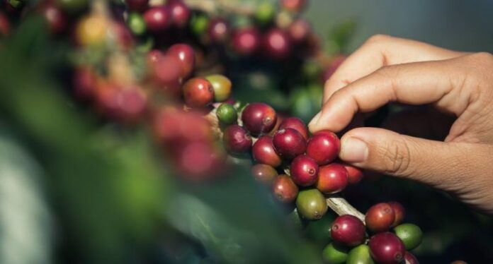 Ethiopia Frames New Norms for Coffee Exporters