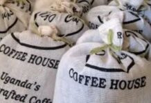 Surging Exports and Global Demand Position Uganda as Africa’s New Coffee Powerhouse Surging Exports and Global Demand Position Uganda as Africa’s New Coffee Powerhouse