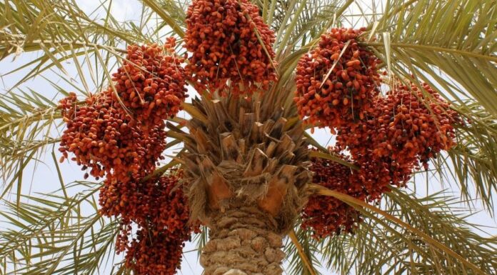Morocco Expects Bumper Date Crop 