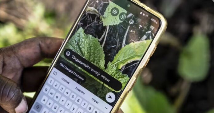 Malawi’s Farming Community Uses AI to Enhance Productivity