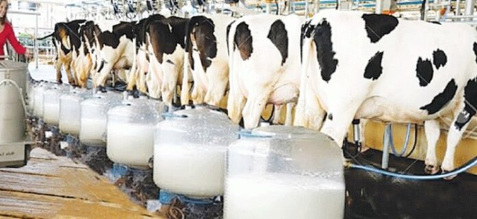 Cutting Dairy Farming Red Tape Could Be Zimbabwe’s Blueprint for Reform