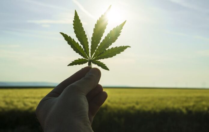 Morocco’s Hashish Heritage Finds a Legal Future: From Illicit Fields to Medical Exports