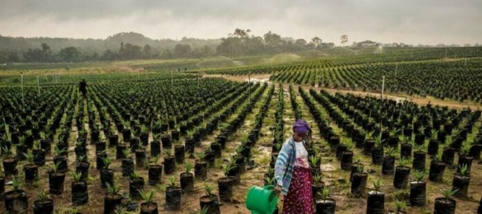 Morocco’s Economy Rebounds on Agriculture and Investment Strength