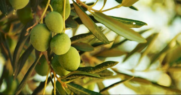 Tunisia Urged to Capitalize on Olive Oil and Tourism Growth to Drive Economic Recovery