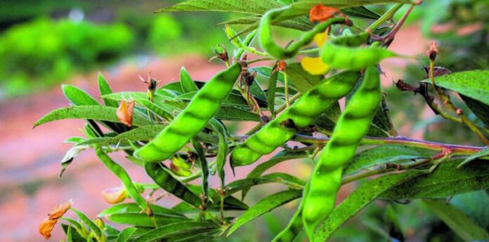 Tanzania Strengthens Global Standing as Second-Largest Pigeon Pea Producer, Eyes Long-Term Trade Partnership with India