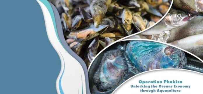 The strategy is being implemented through Operation Phakisa, a government-led initiative launched in 2014 to unlock the full economic value of South Africa’s maritime domain while preserving its ecosystems. Administered by the Department of Forestry, Fisheries and the Environment (DFFE), Operation Phakisa has driven progress in aquaculture expansion, harbour infrastructure upgrades, and support for small-scale fisheries.