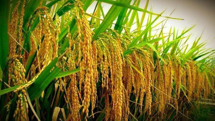 IFS Urges Ghana to Tackle Rice Import Bill with Locally Grown Aromatic Varieties