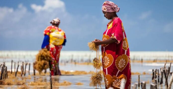 Seaweed Farming Major Occupation Among Women in Zanzibar