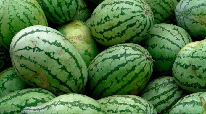 Morocco Strengthens Its Role as a Leading Watermelon Exporter to the European Union