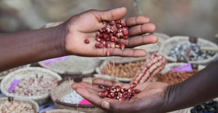 From Soil to Soul: The Indigenous Seed Movement Transforming Zimbabwe’s Agriculture