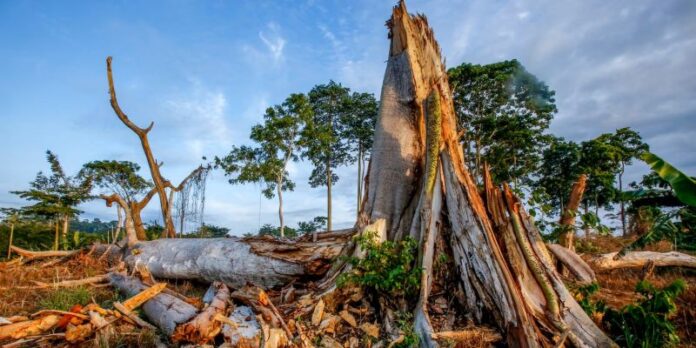 Ivory Coast Takes Steps to Address Deforestation: Traces Origin of 40% Cocoa Beans