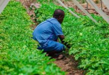 Brazil to Train Over 480 Mozambicans in Agriculture Under New Cooperation Agreement Brazil to Train Over 480 Mozambicans in Agriculture Under New Cooperation Agreement