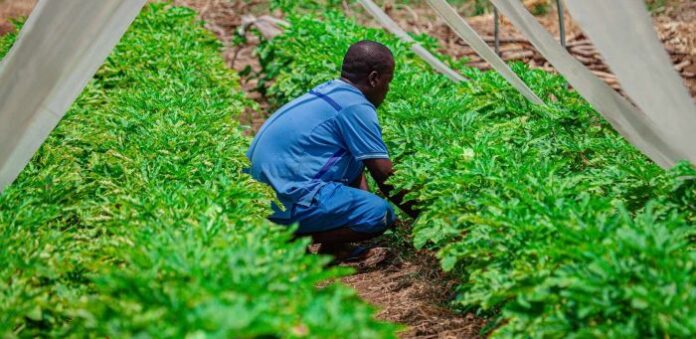 Brazil to Train Over 480 Mozambicans in Agriculture Under New Cooperation Agreement