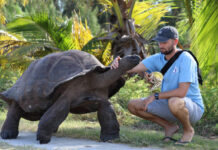 Seychelles Reintroduces Aldabra Giant Tortoises to North Island in Major Conservation Milestone Seychelles Reintroduces Aldabra Giant Tortoises to North Island in Major Conservation Milestone