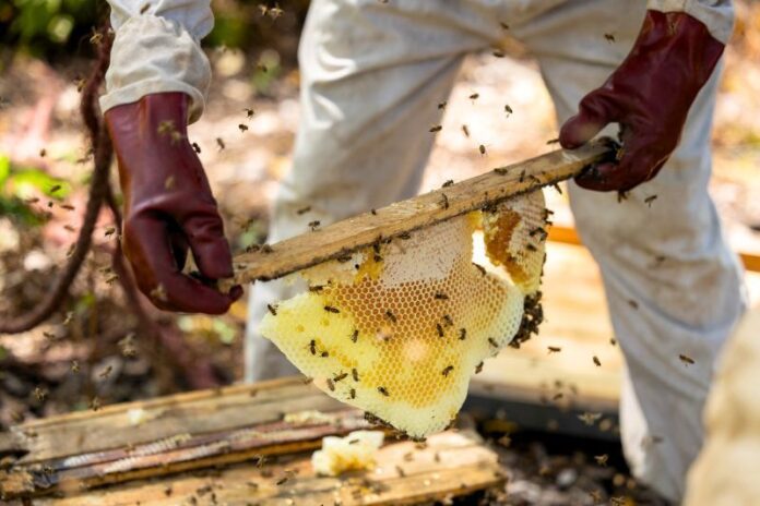 Beekeeping in Zambia’s Copper Belt Provides Additional Income and Abets Afforestation