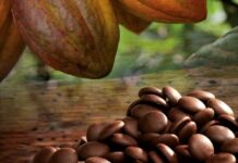 Cameroon Breaks into Global Top 10 Cocoa Processors as Export Revenues Surge in 2024 Cameroon Breaks into Global Top 10 Cocoa Processors as Export Revenues Surge in 2024