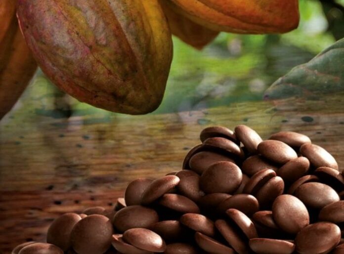 Cameroon Breaks into Global Top 10 Cocoa Processors as Export Revenues Surge in 2024