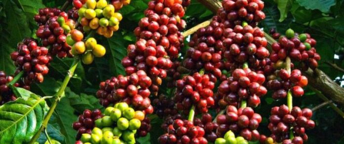 Uganda’s Coffee Exports Surge 59% in September Amid Bumper Harvest and Rising Global Demand