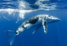 COP30 Urges for Protecting 30% of World’s Oceans by 2030 COP30 Urges for Protecting 30% of World’s Oceans by 2030