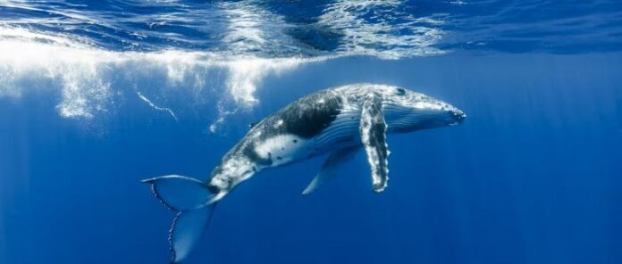 COP30 Urges for Protecting 30% of World’s Oceans by 2030