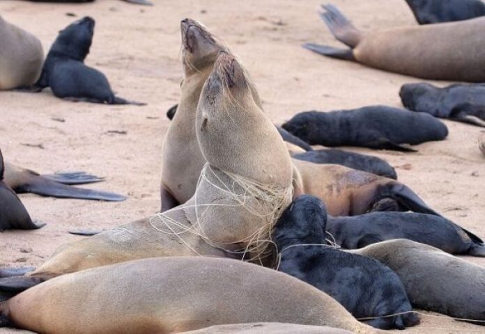 Namibia Launches Seals Sub-Sector Technical Committee to Drive Sustainable and Ethical Seal Industry Development