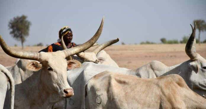 Nigeria Urges Sahel Countries to Promote Livestock Programs