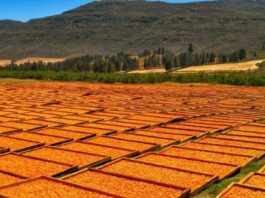 South Africa’s Agricultural Export Landscape: A Deeply Interlinked Regional Economy South Africa’s Agricultural Export Landscape: A Deeply Interlinked Regional Economy