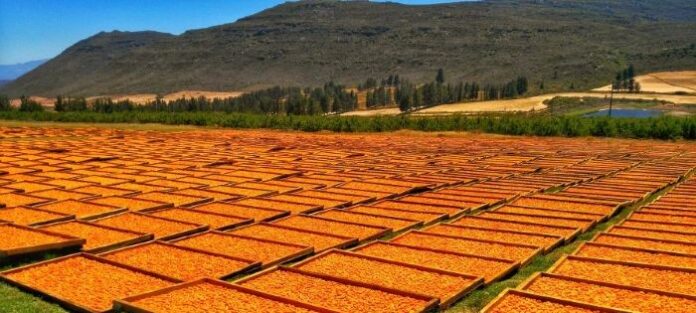 South Africa’s Agricultural Export Landscape: A Deeply Interlinked Regional Economy