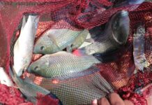 PROFISHBLUE Drives a Regional Blue Economy Surge, Transforming Southern Africa’s Fisheries and Livelihoods PROFISHBLUE Drives a Regional Blue Economy Surge, Transforming Southern Africa’s Fisheries and Livelihoods