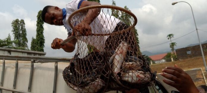 Cameroon Launches Intensive Aquaculture Training to Strengthen Food Security and Drive Import Substitution