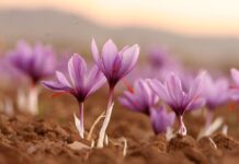 More Farmers Cultivate Saffron in Morocco More Farmers Cultivate Saffron in Morocco