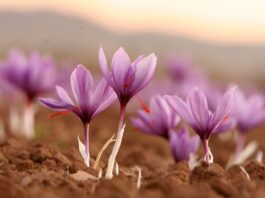 More Farmers Cultivate Saffron in Morocco More Farmers Cultivate Saffron in Morocco