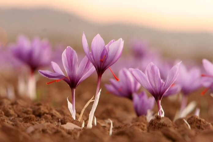 More Farmers Cultivate Saffron in Morocco